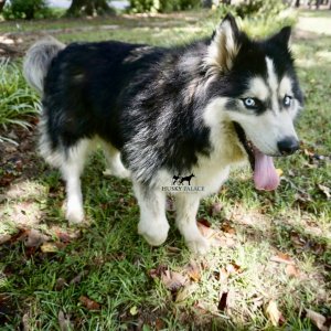 siberian huskies for sale