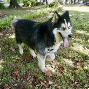 siberian huskies for sale