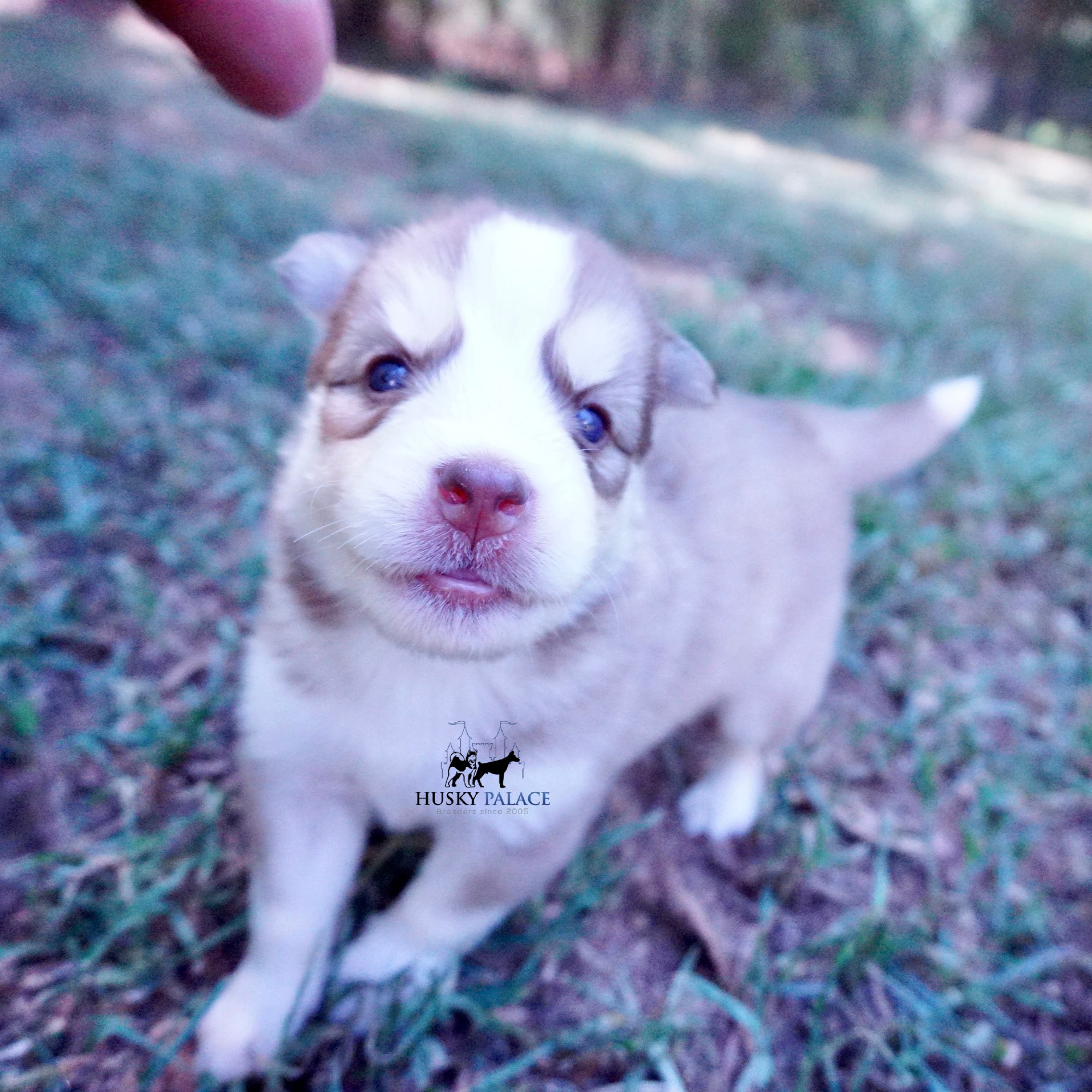 Blue Eyes Huskies