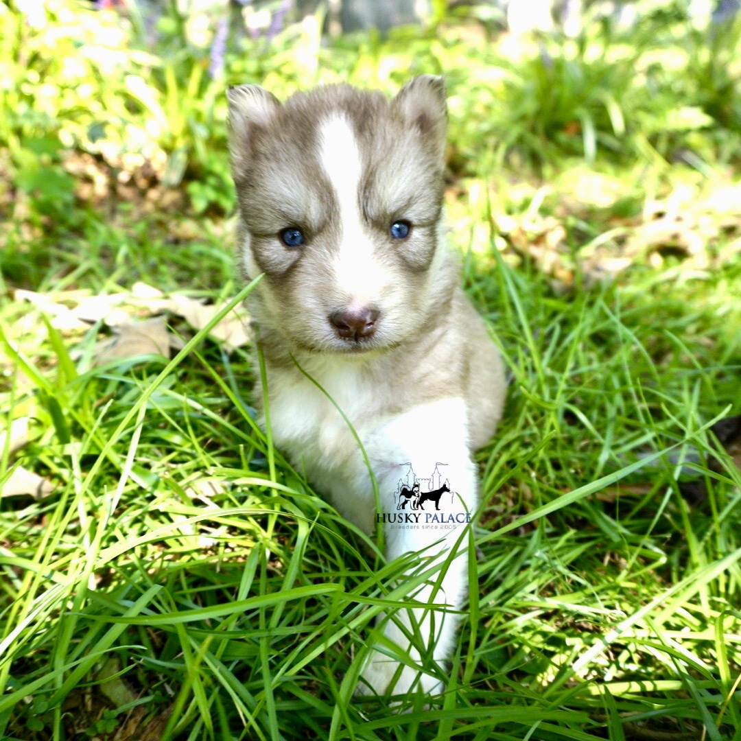 Red Husky