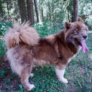 Siberian Husky in SC