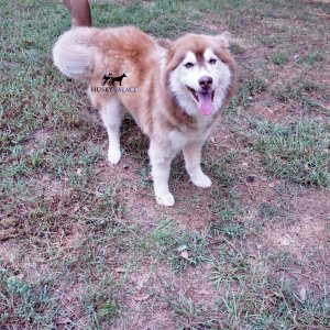 akc siberian husky adult