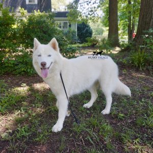 Pet Husky