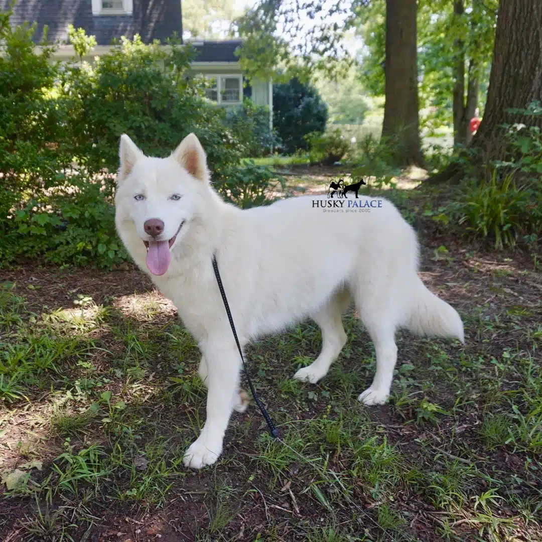 Husky For Sale