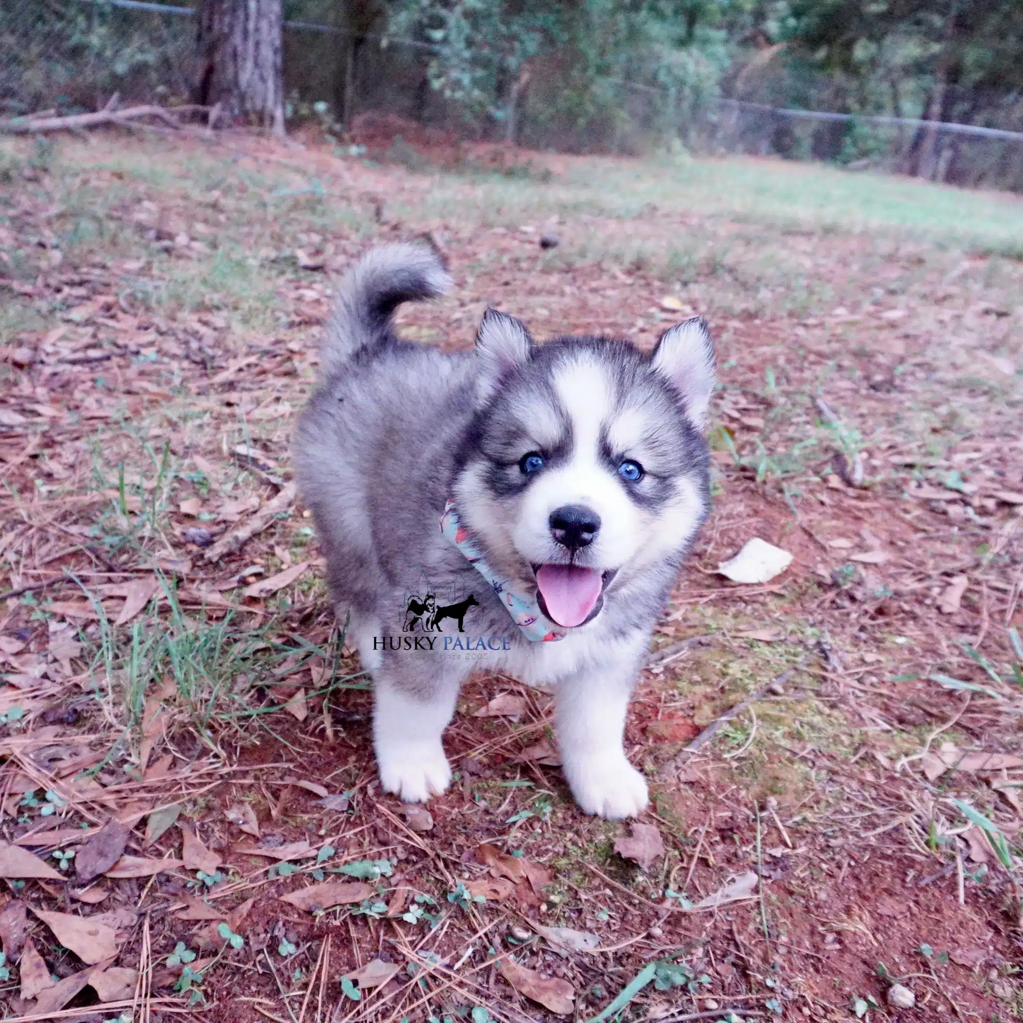 Huskies for sale