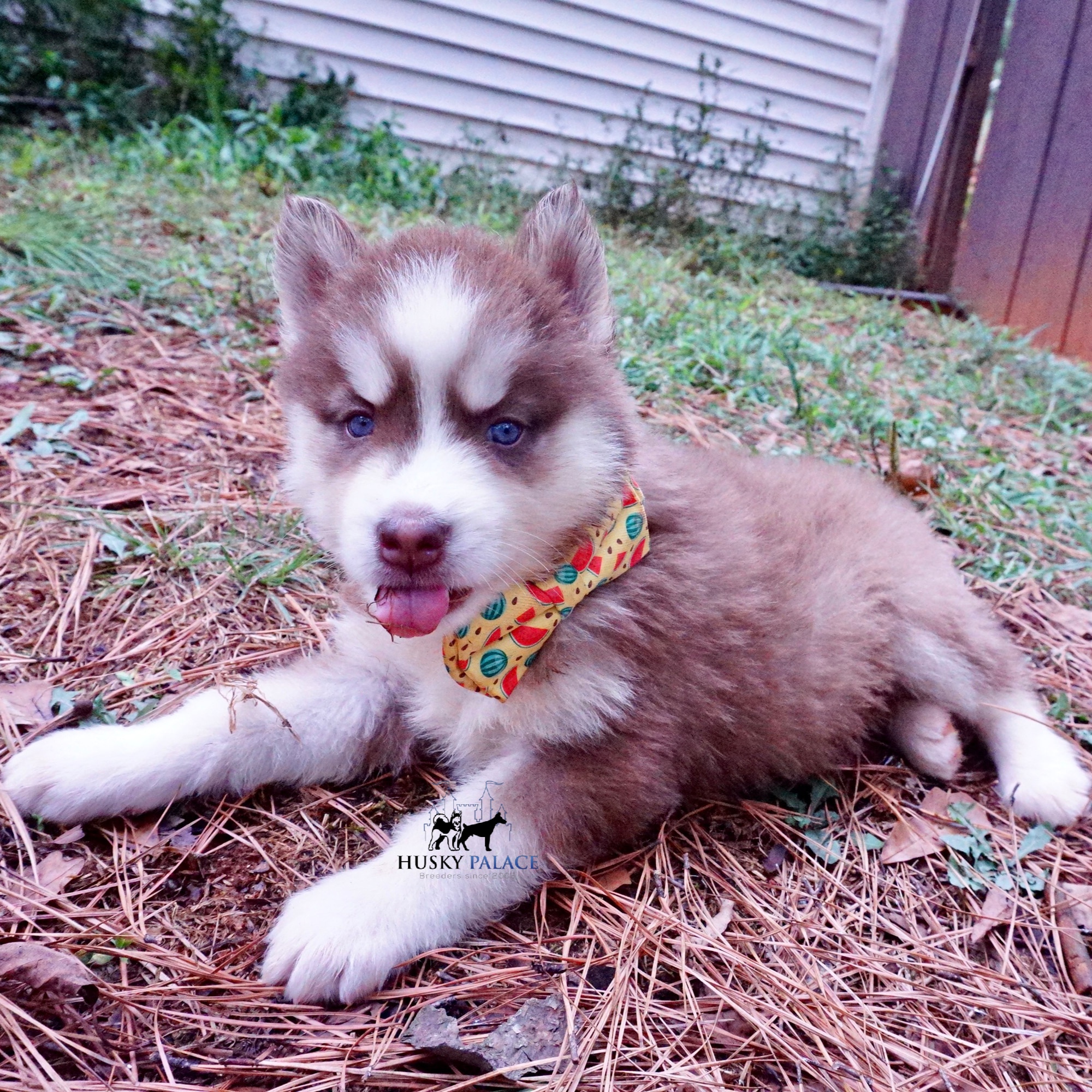 Husky Breeder