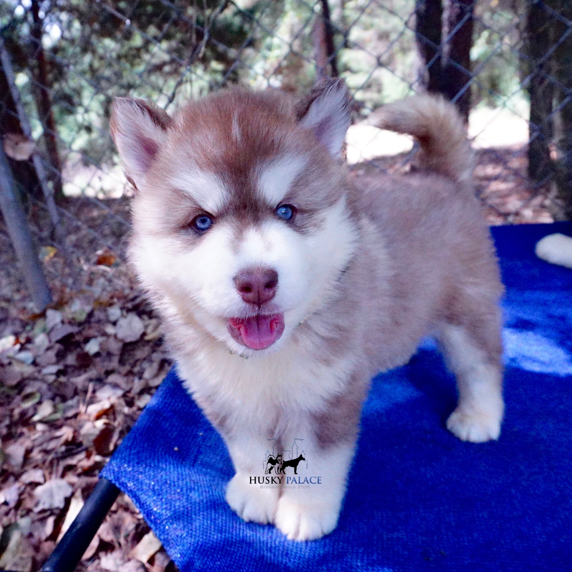 Red Female Husky