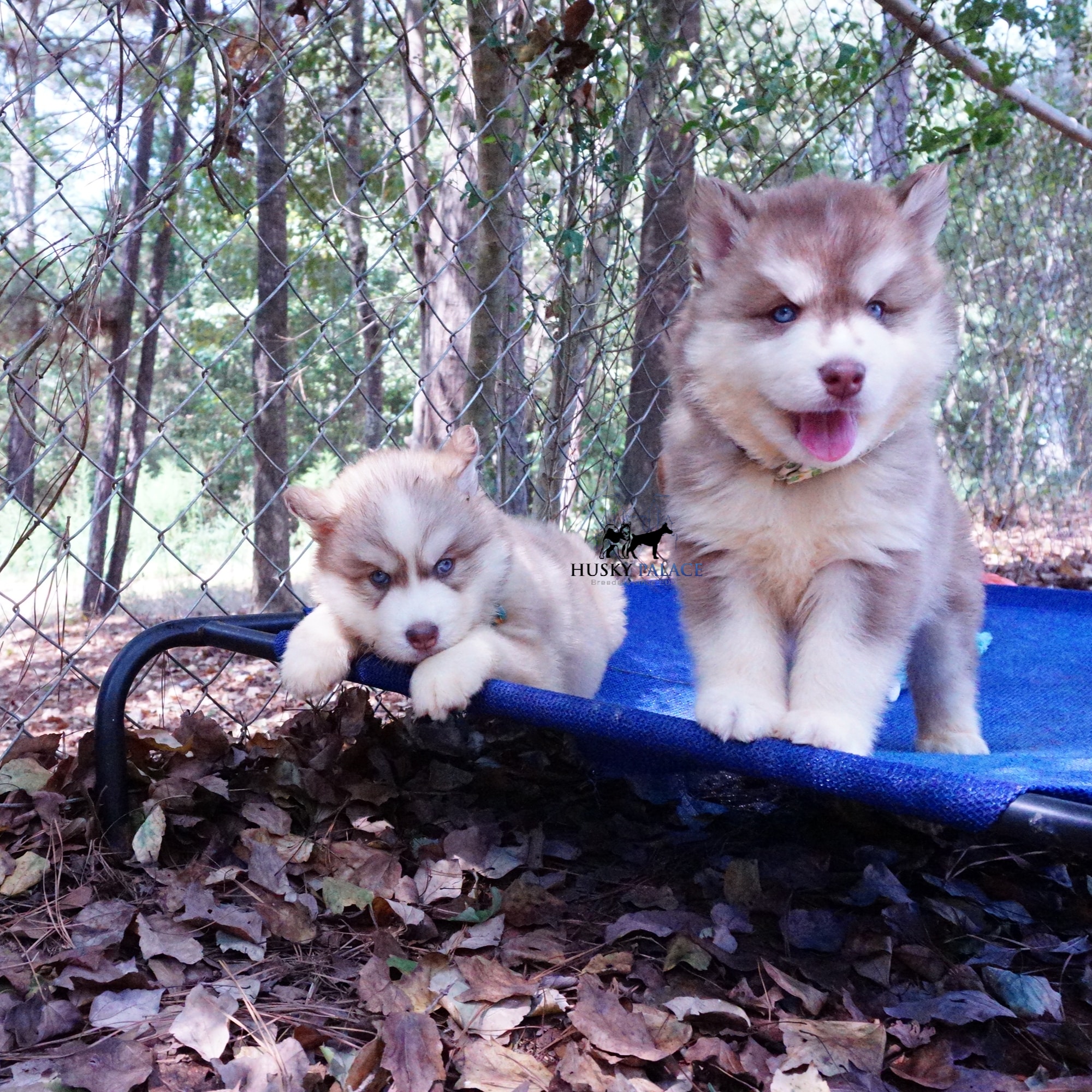 Red Husky Pup