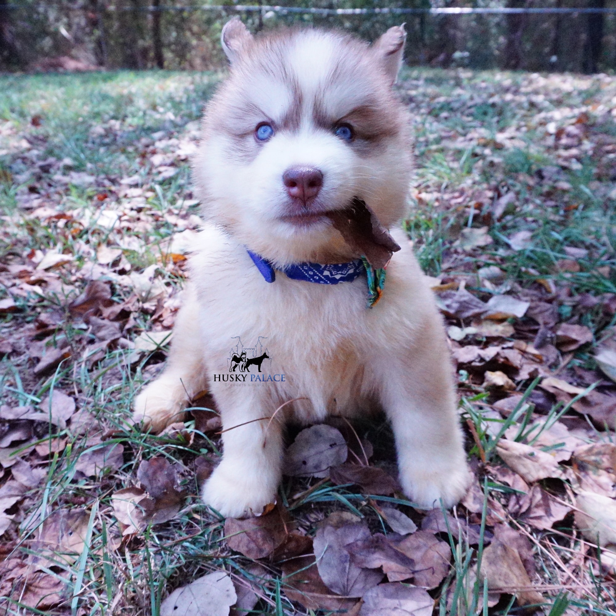 Red Husky Pup