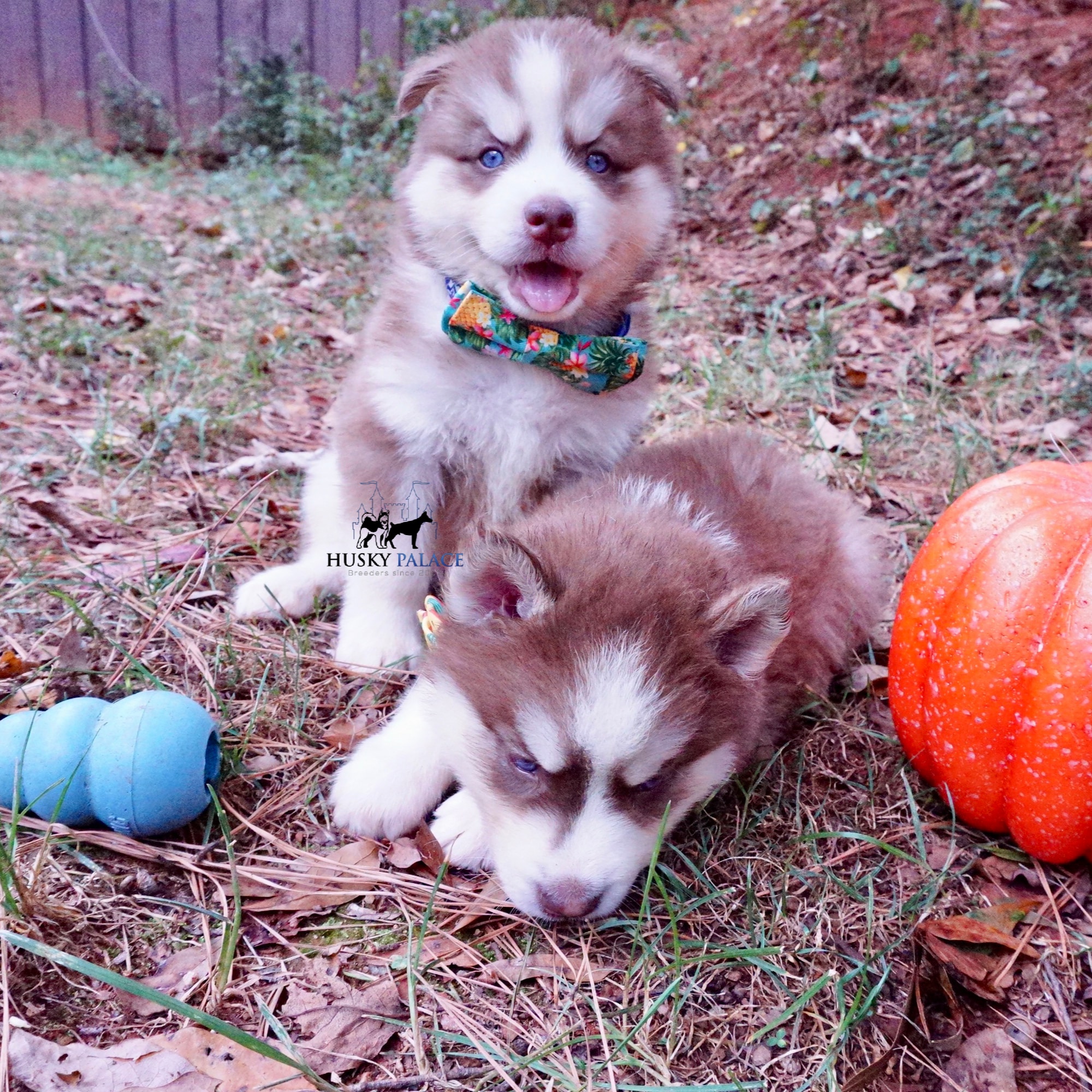 Reputable Husky Breeders