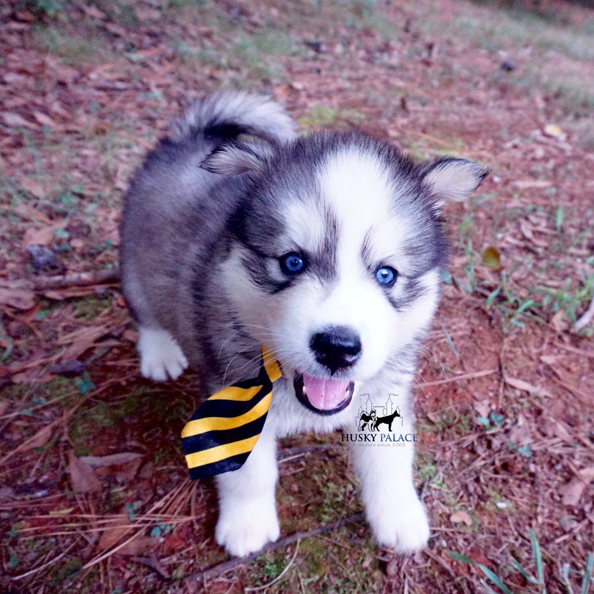 akc siberian husky puppies