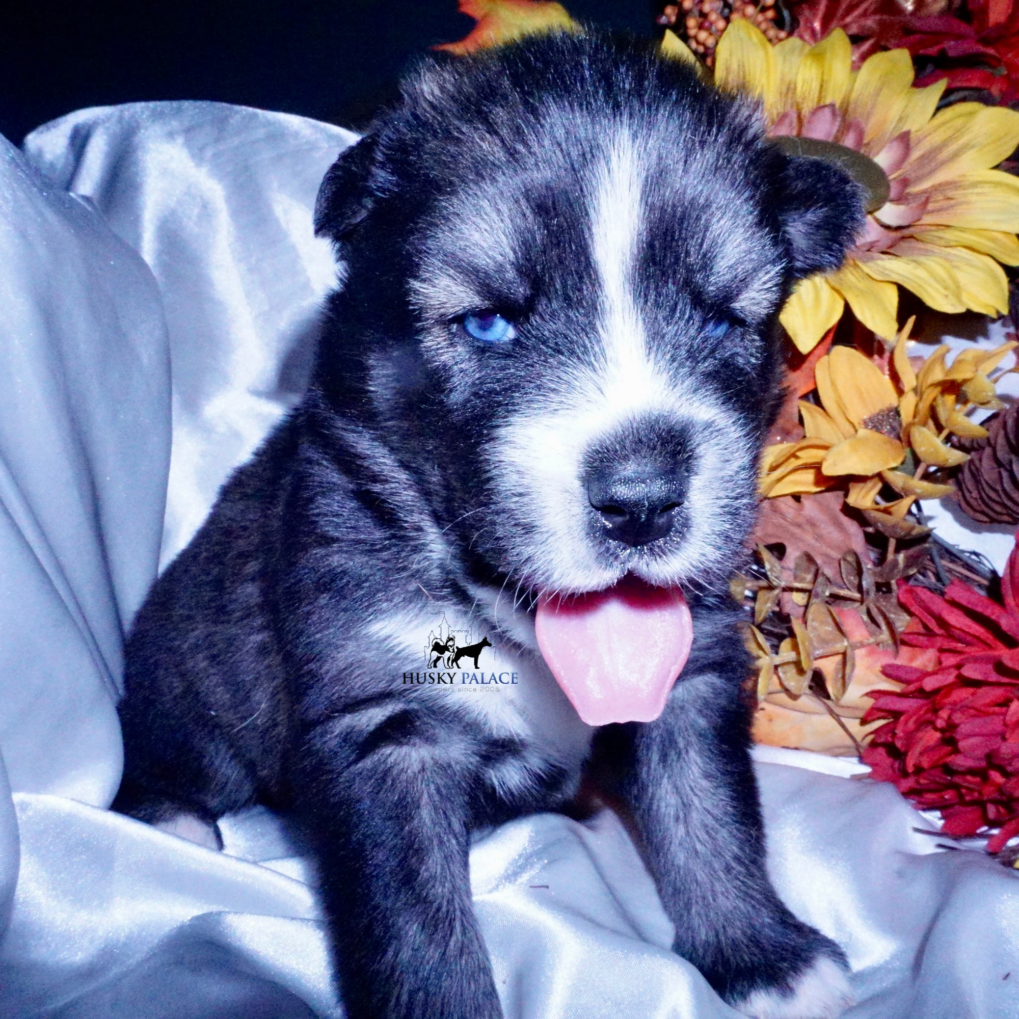 Agouti Husky Pup