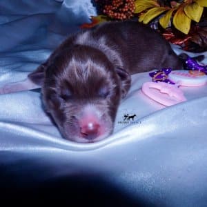 AKC Husky Puppy