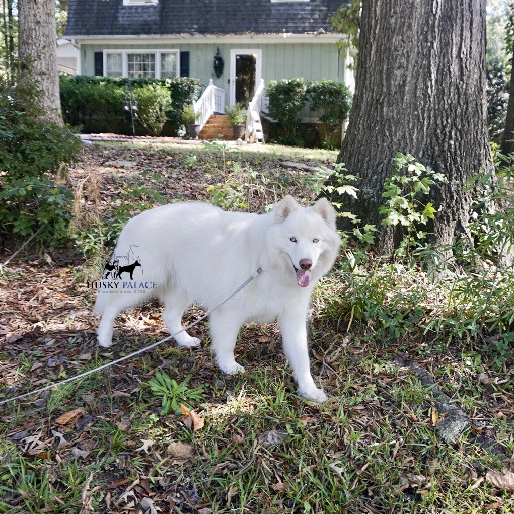 adult Siberian husky