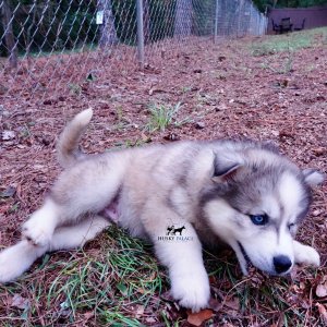 AKC Siberian Husky Puppies