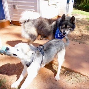 Agouti Husky Breeder