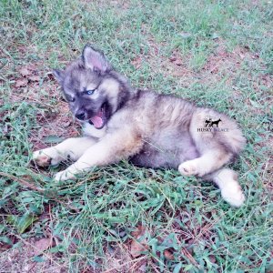 Agouti Siberian Husky