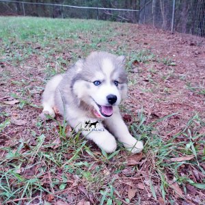 Black:white Siberian Husky