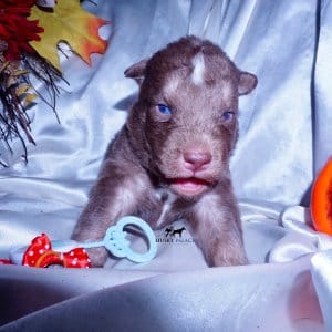 Blue Eyed Husky