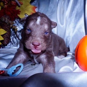 Blue Eyed Husky