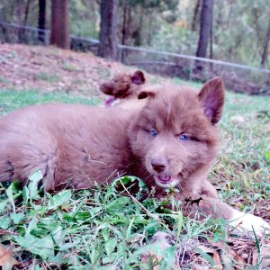 Full Breed Husky