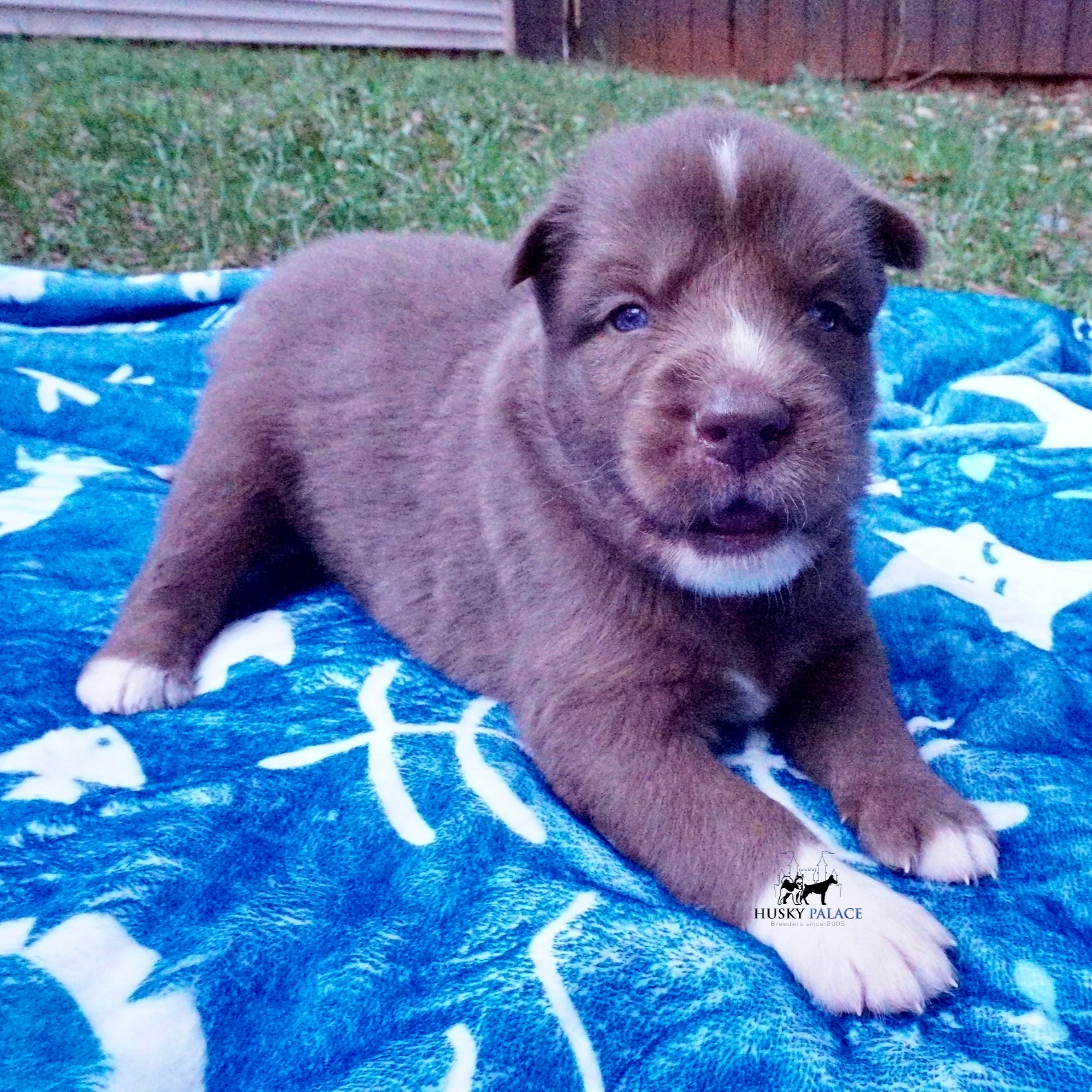 Full Breed Husky