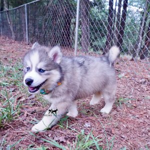 Huskies for sale