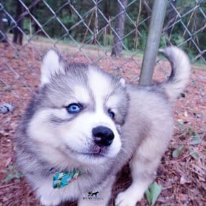 Huskies for sale