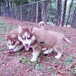 Husky Breeder