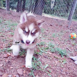 Husky Breeder