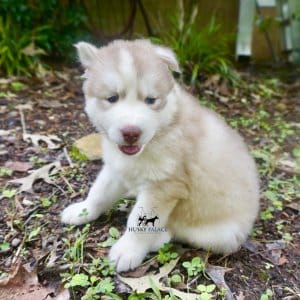 Husky Puppies Breeders