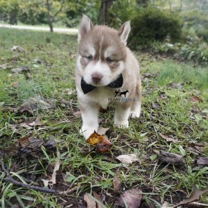 Husky Puppies Breeders