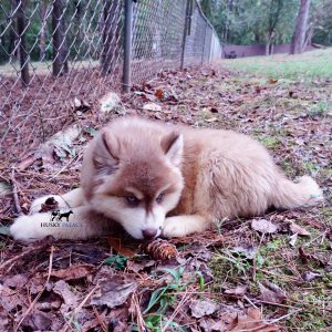 Red Female Husky