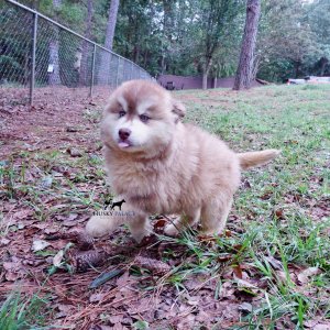 Red Female Husky