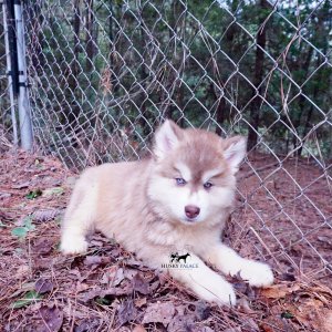 Red Female Husky