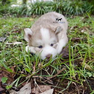 Red Husky