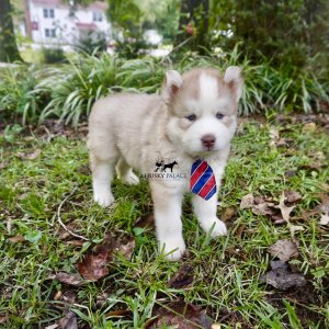 Red Husky