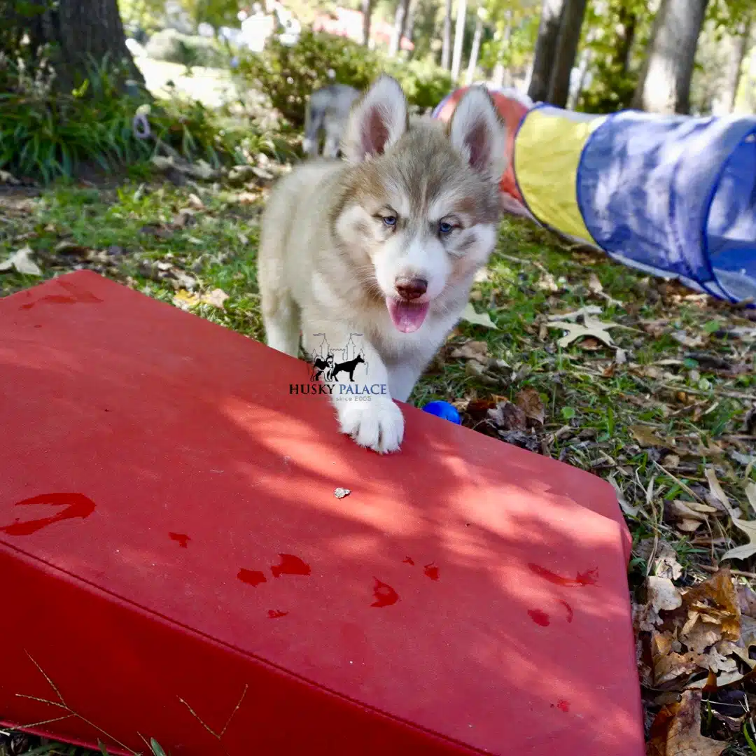 Siberian huskies