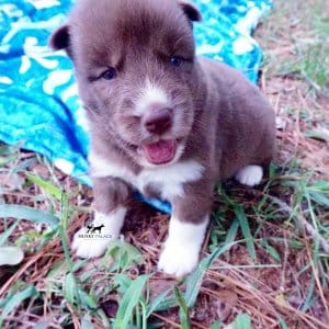 Solid Brown Husky