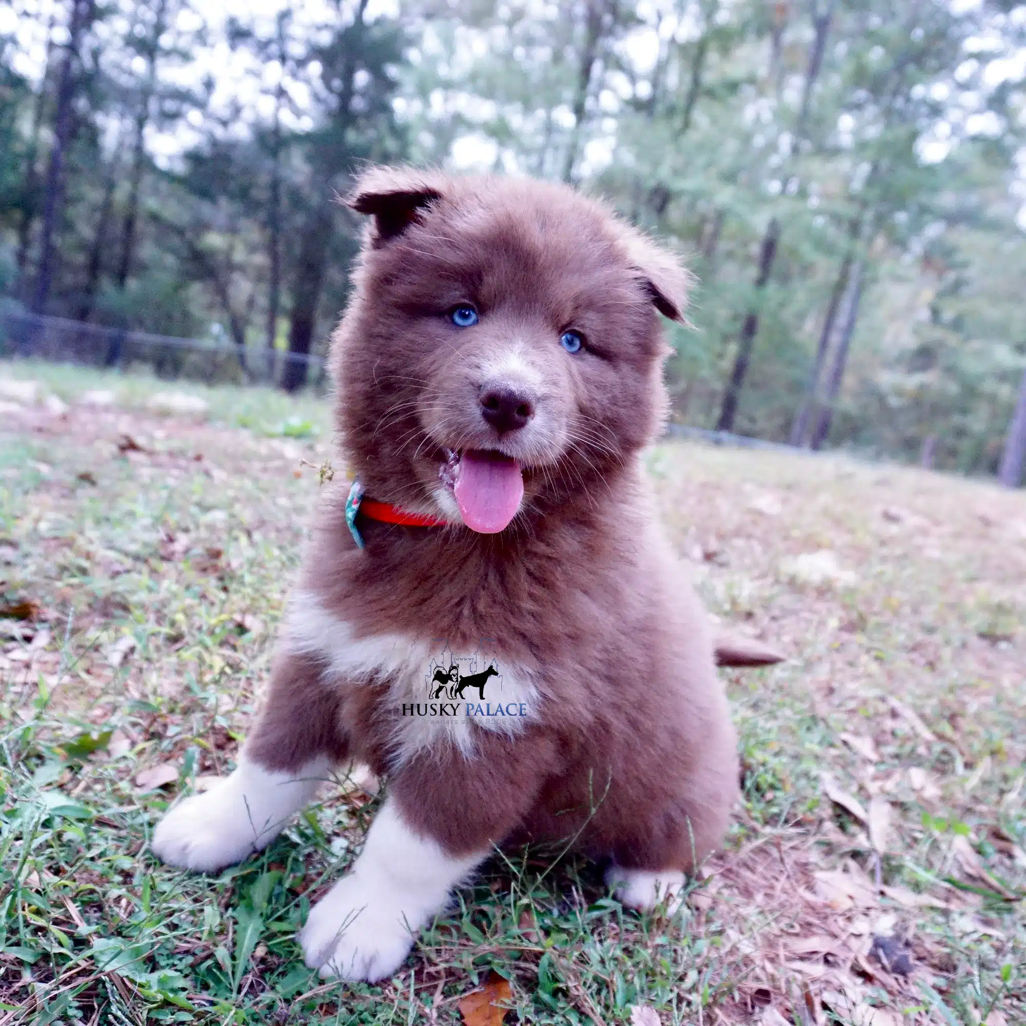 Solid Brown Husky