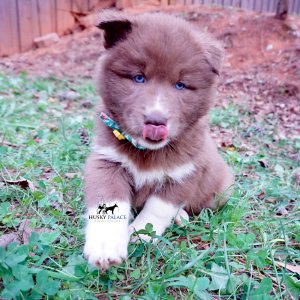 Solid Brown Husky