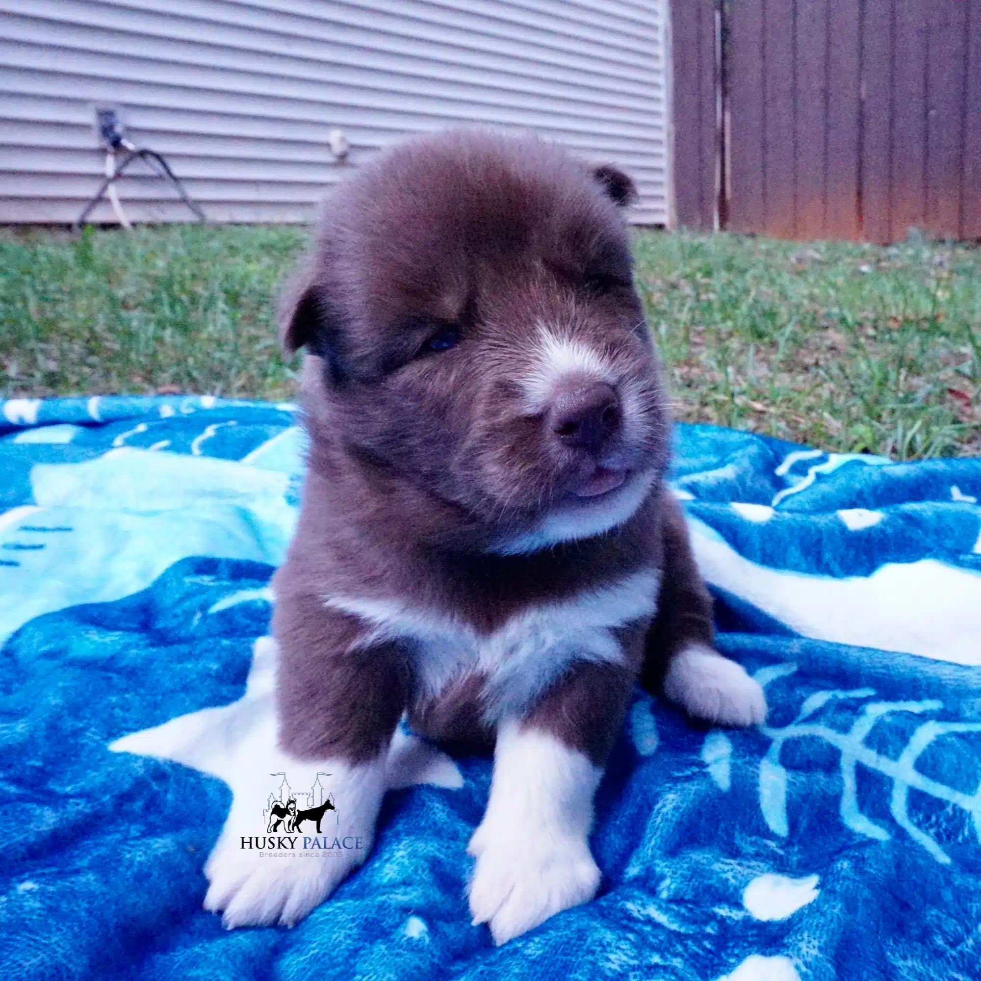 Meet Grunkle Stan! A solid brown male $1,600