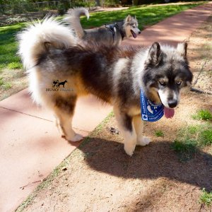 Agouti Husky Breeder