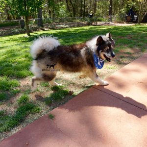 Agouti Husky Breeder