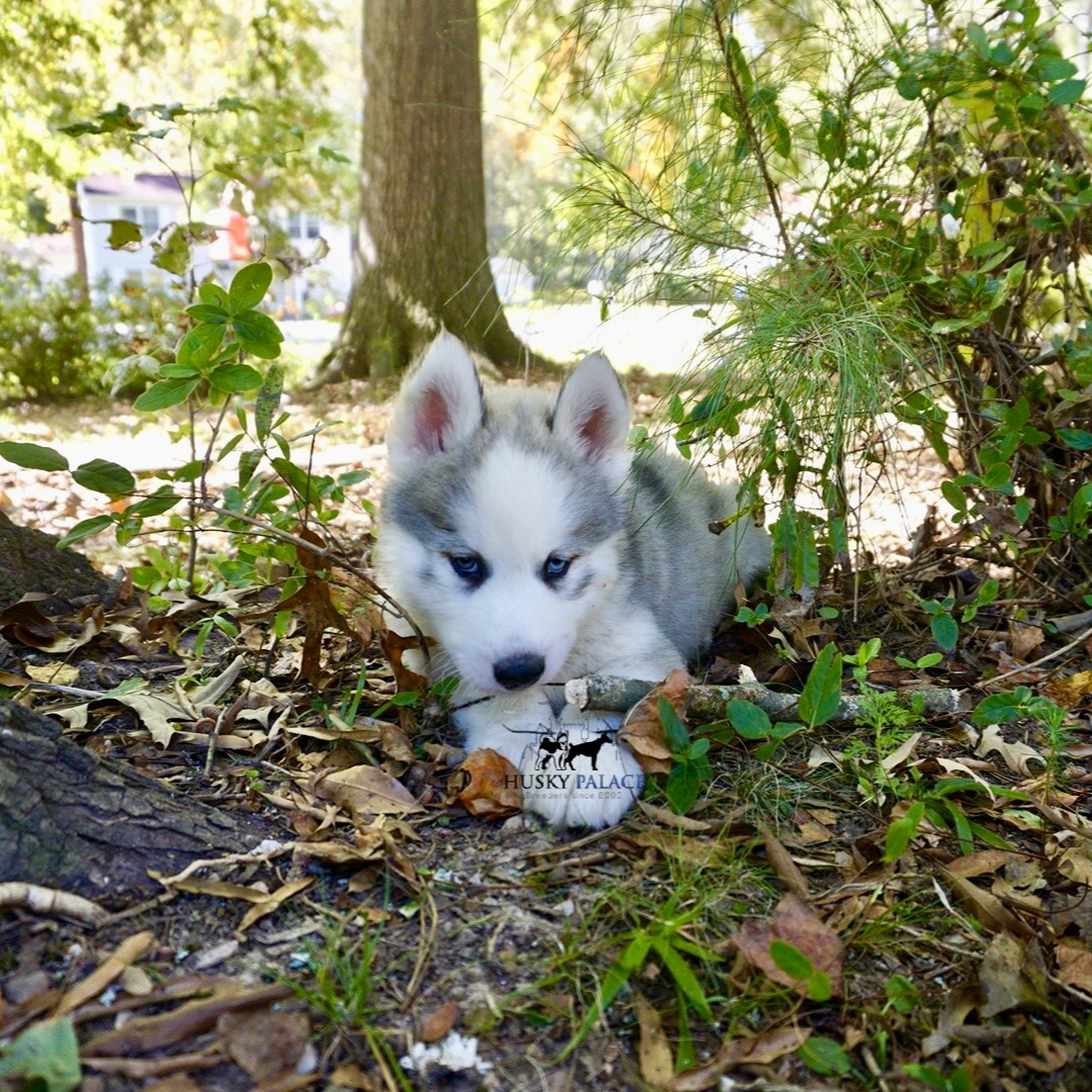 Black/white Husky Puppy