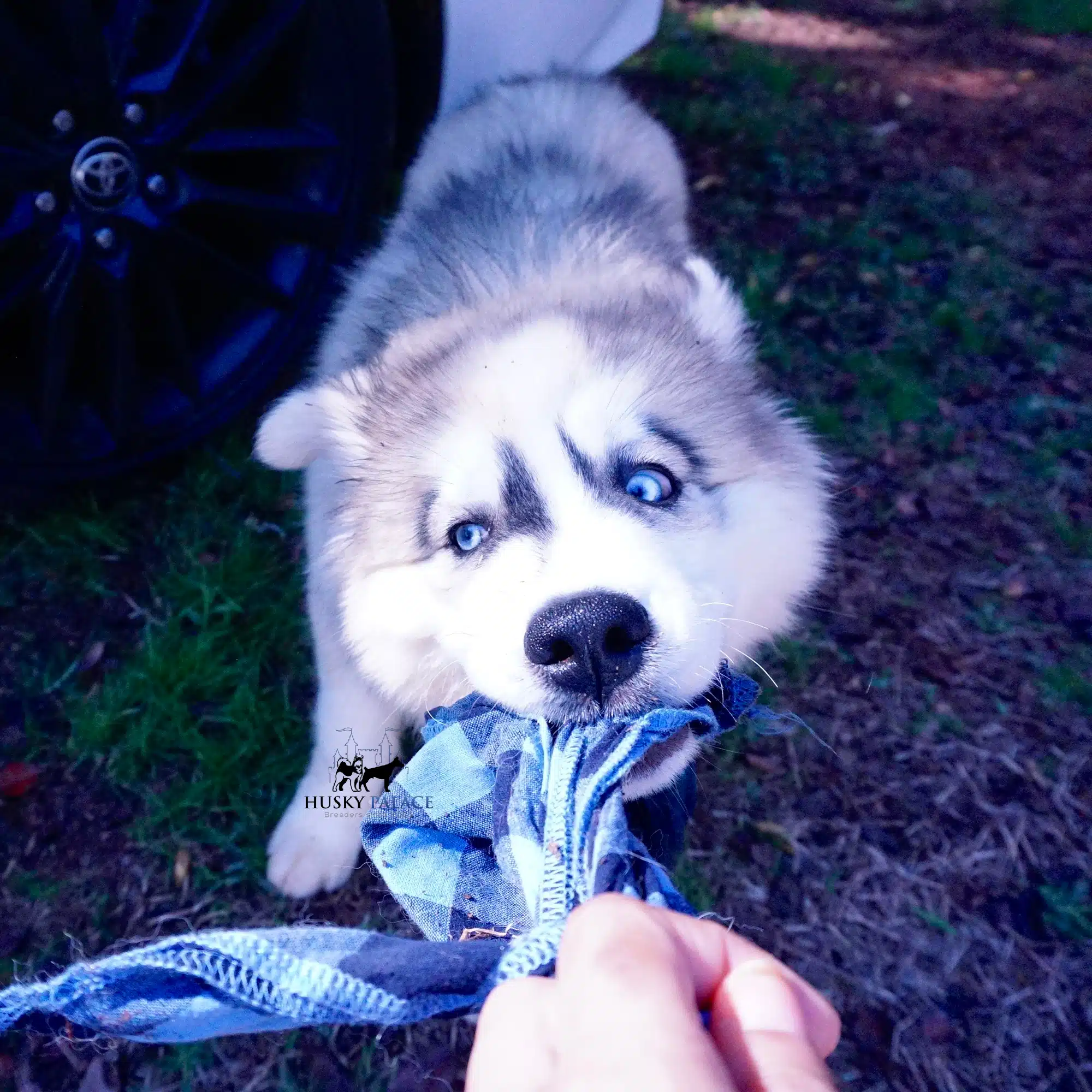 AKC Siberian Husky Puppies