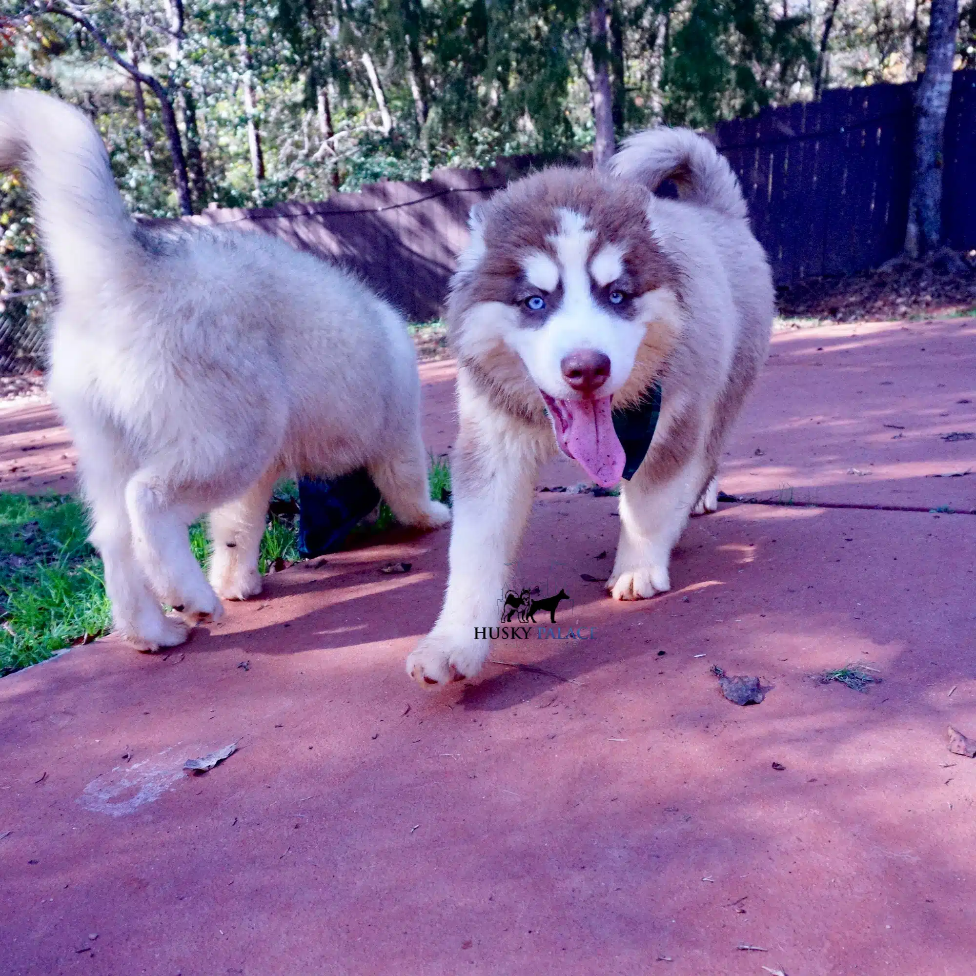 Husky Breeder