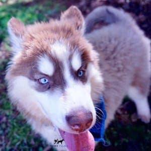 Reputable Husky Breeders