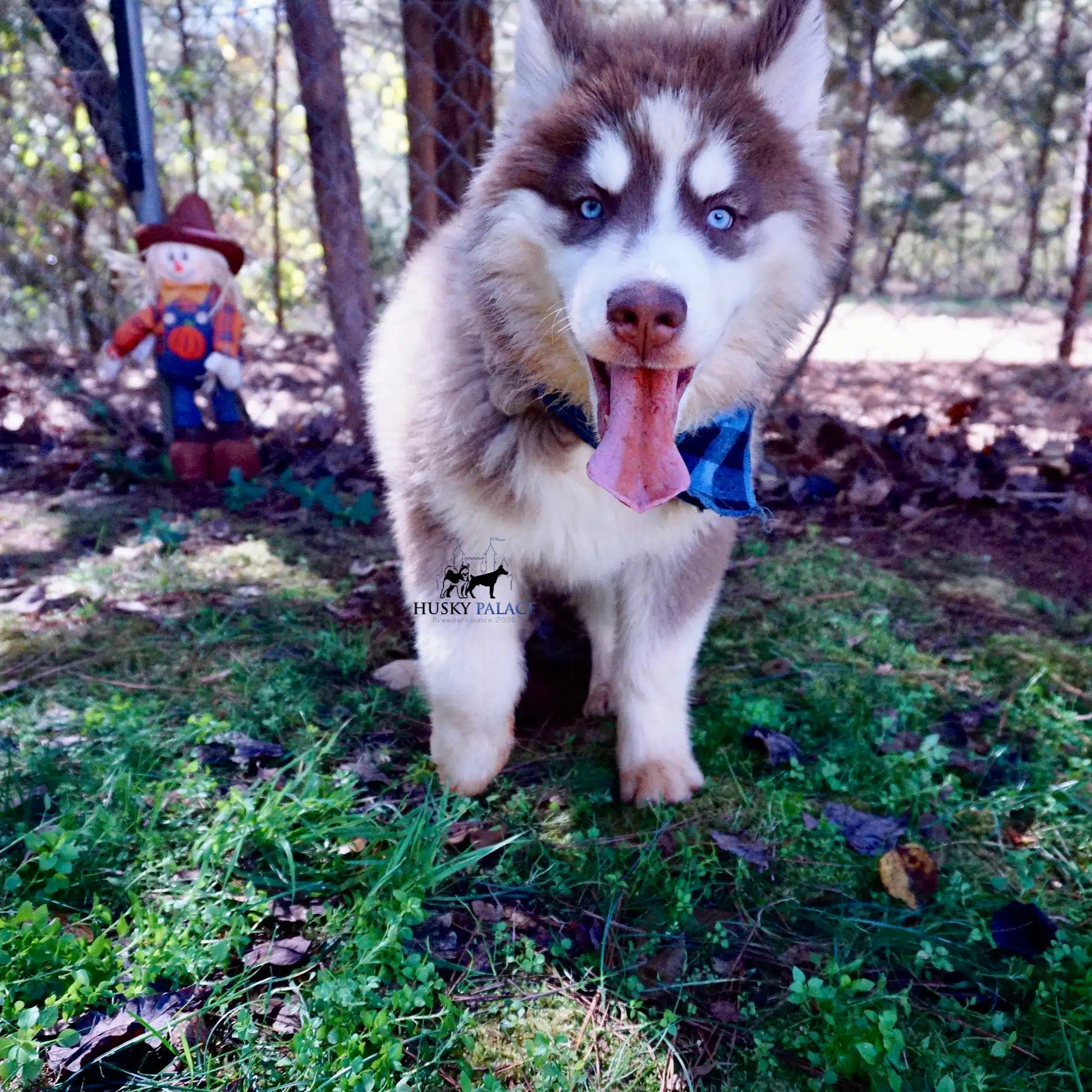 Reputable Husky Breeders