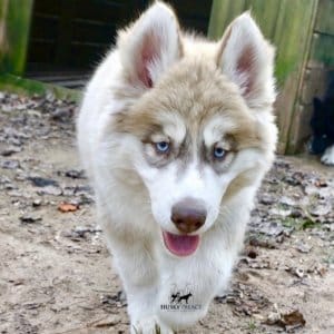 Siberian Huskies